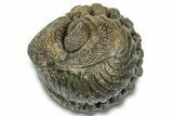 Wide, Perfectly Enrolled Morocops Trilobite - Morocco #323190-1